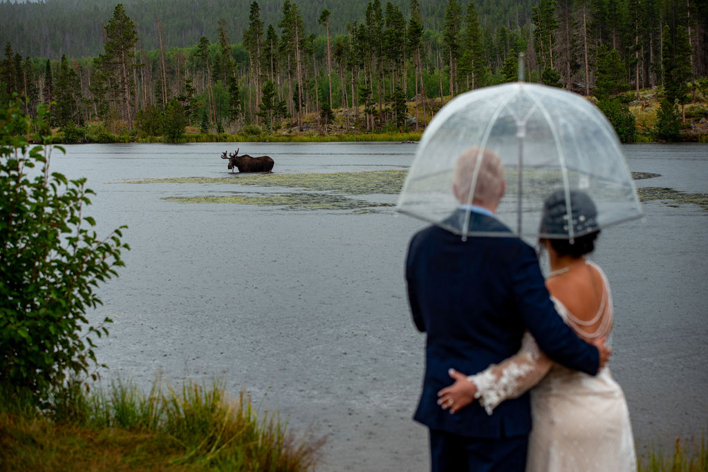 bride and groom under a clear umbrella during their rainy elopement in colorado, looking at a moose walking through river