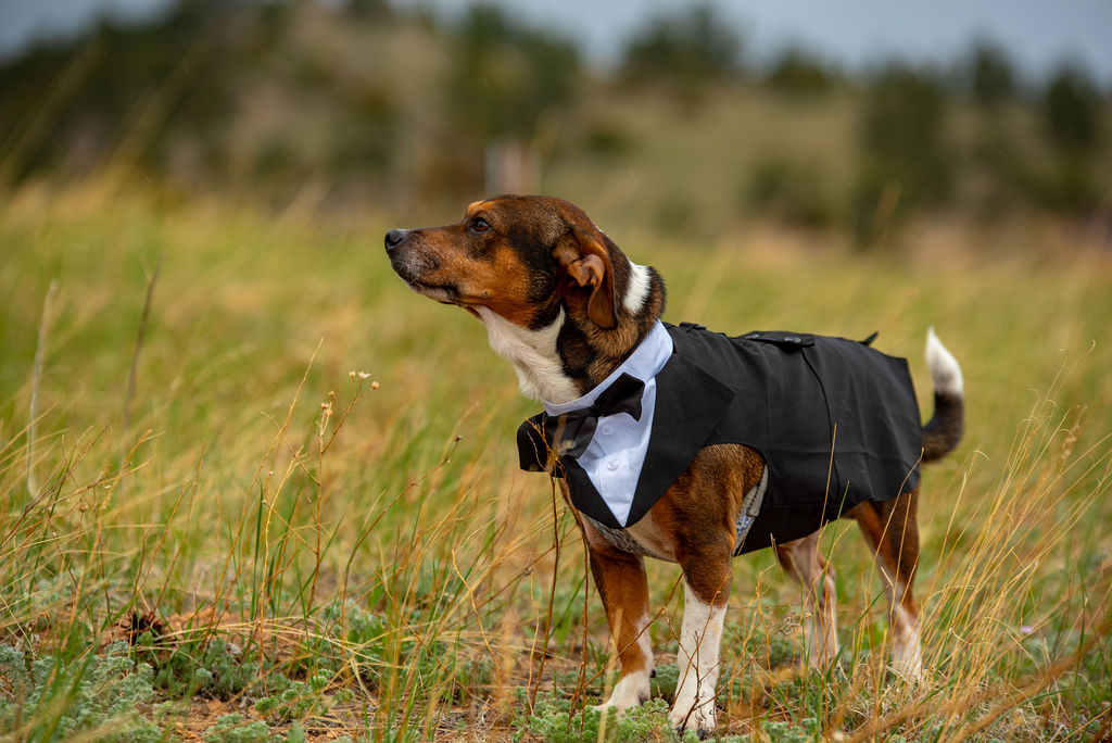 Dog wearing a tuxedo witnesses the bride and groom getting married in Estes Park Colorado. The dog is standing in a field of grass.