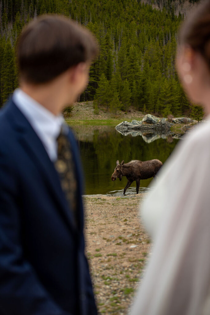 A man and a woman stand in the foreground, looking at a moose near a lake, surrounded by trees and grass. The man is wearing a suit and the woman is in a wedding dress. The breckenridge wedding photographer captures this moment of the bride and groom watching a moose walk through the water.